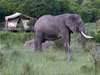 Karen Blixen Camp - Wild Visitor 